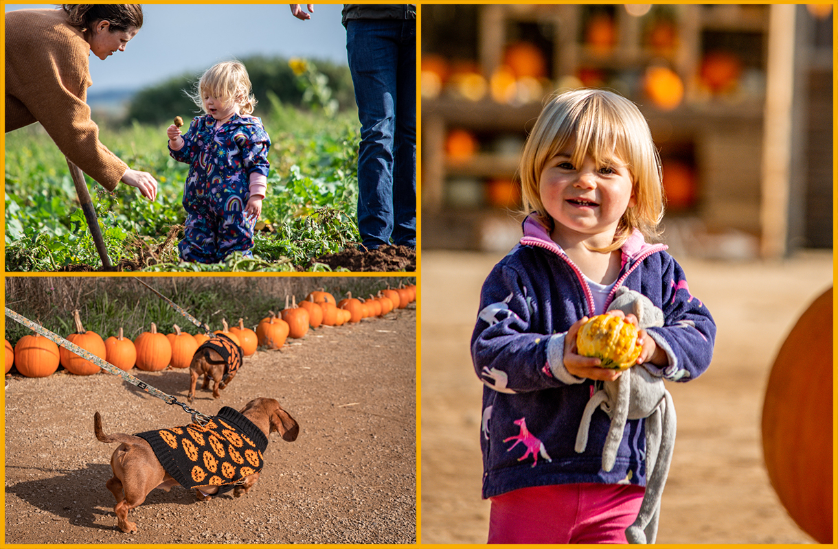 Families enjoying the pumpkin and potato patches at Cotswold Farm Park